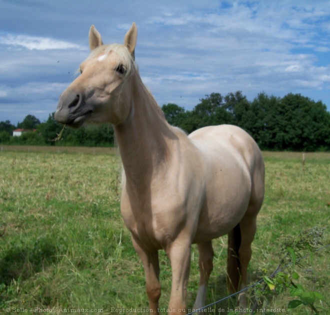 Photo de Palomino