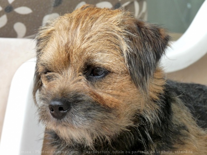 Photo de Border terrier