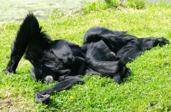 Photo de Singe - gibbon