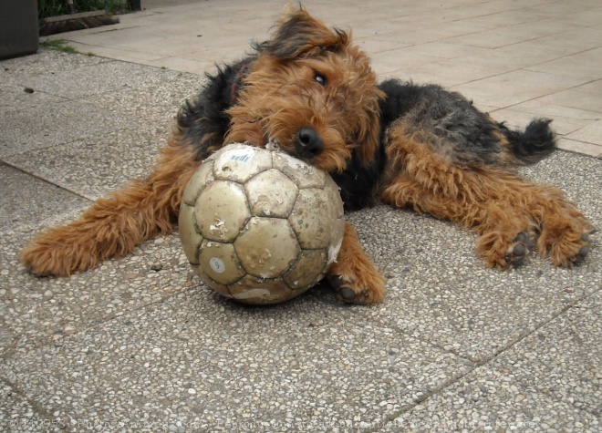 Photo d'Airedale terrier