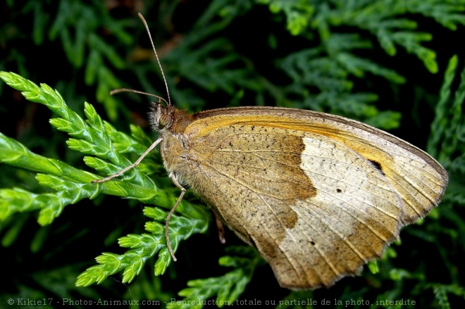 Photo de Papillon - piride