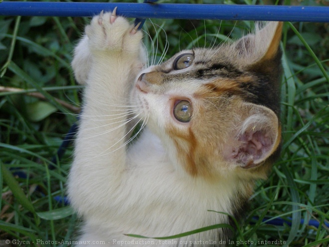 Photo de Chat domestique