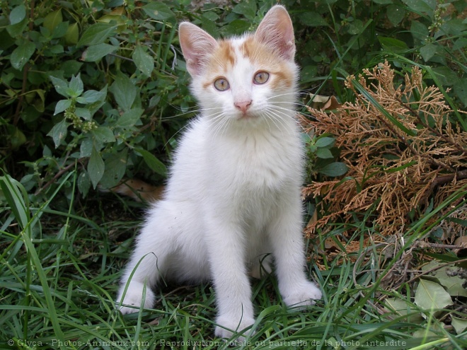 Photo de Chat domestique