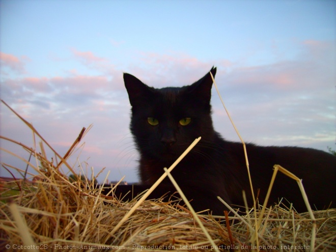 Photo de Chat domestique