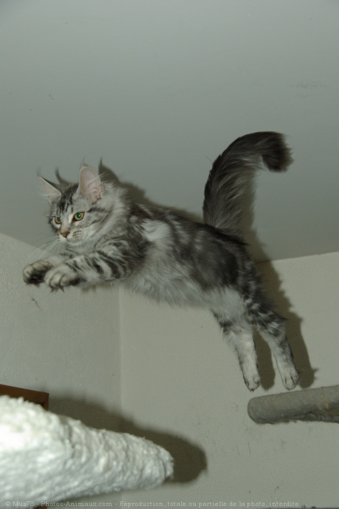 Photo de Maine coon