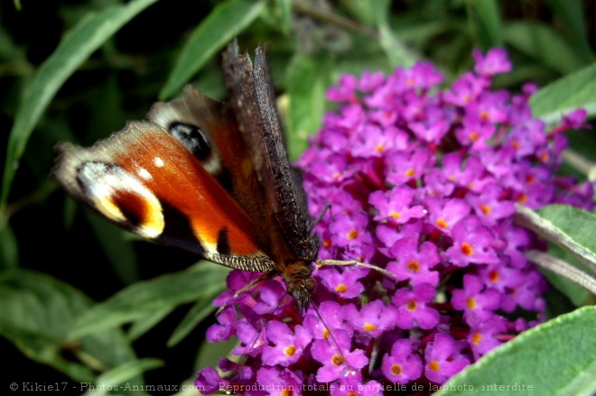 Photo de Papillon - paon du jour