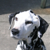 Photo de Dalmatien