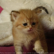 Photo de British shorthair