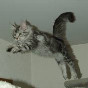 Photo de Maine coon