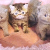 Photo d'Exotic shorthair