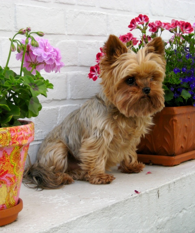 Photo de Yorkshire terrier