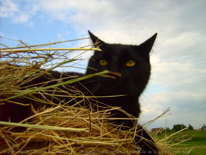 Photo de Chat domestique