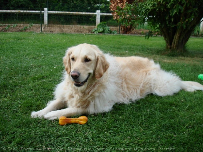 Photo de Golden retriever