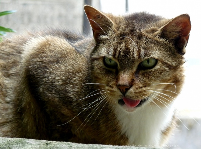 Photo de Chat domestique