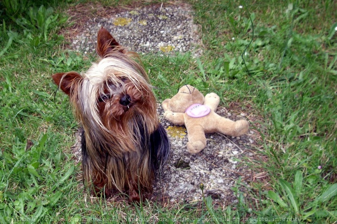 Photo de Yorkshire terrier