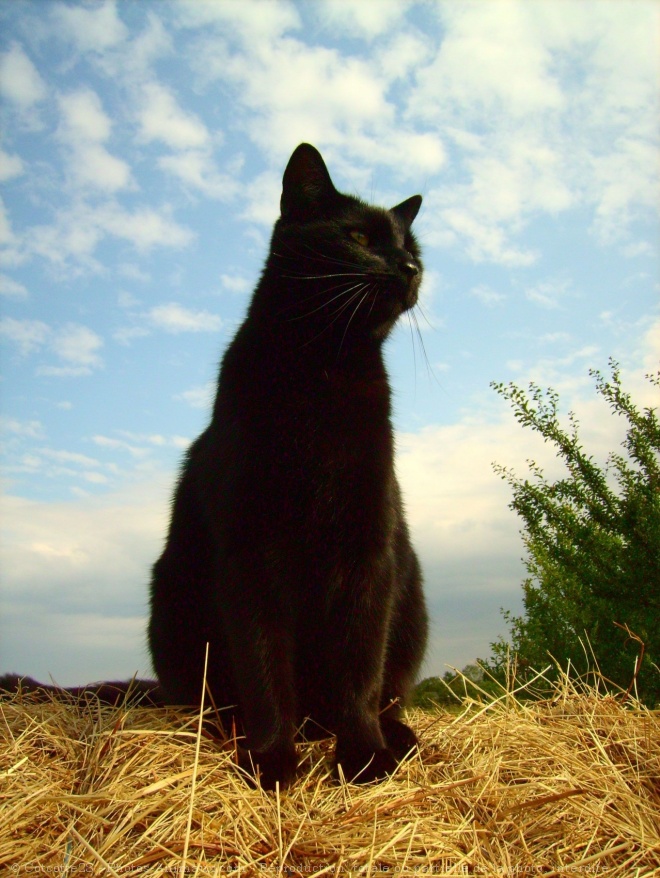 Photo de Chat domestique