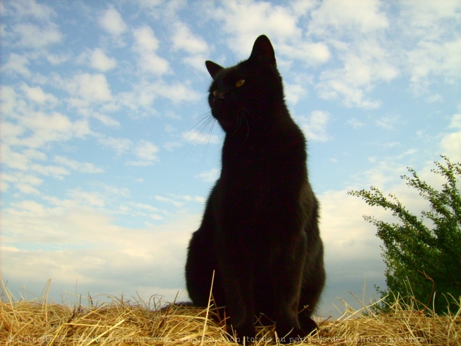 Photo de Chat domestique