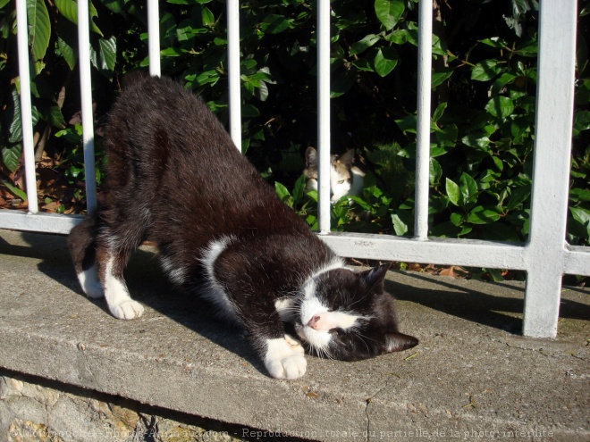 Photo de Chat domestique