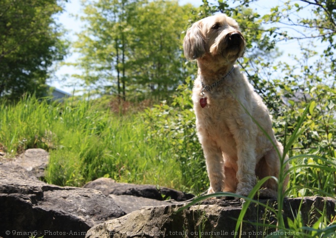 Photo de Terrier irlandais  poils doux