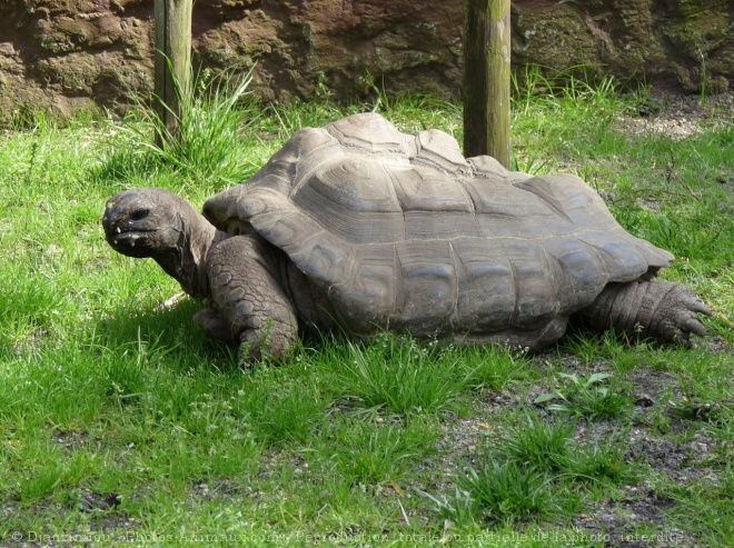 Photo de Tortue