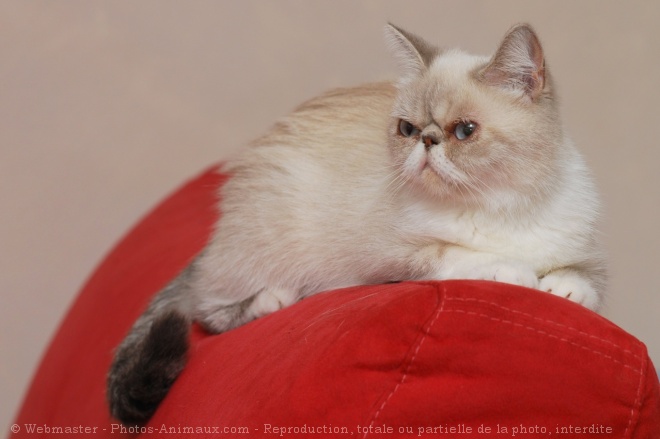 Photo d'Exotic shorthair