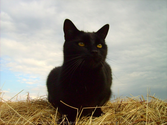 Photo de Chat domestique