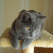 Photo de Chartreux