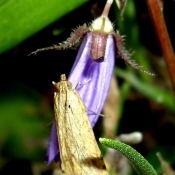 Photo de Papillon