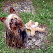 Photo de Yorkshire terrier