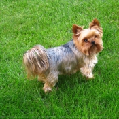 Photo de Yorkshire terrier