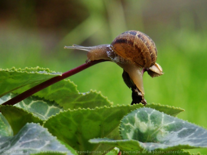 Photo d'Escargot