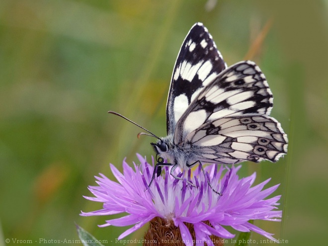 Photo de Papillon - demi deuil