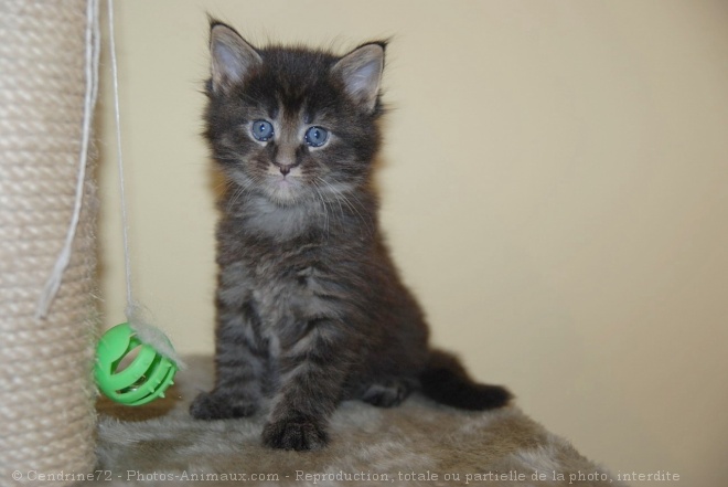 Photo de Maine coon