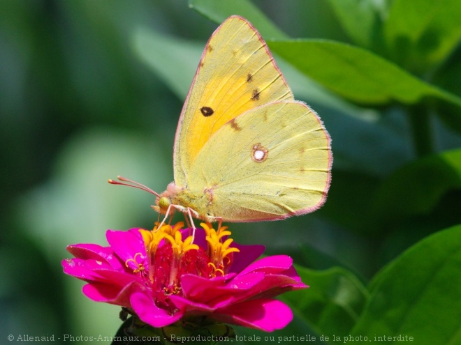 Photo de Papillon - le souci