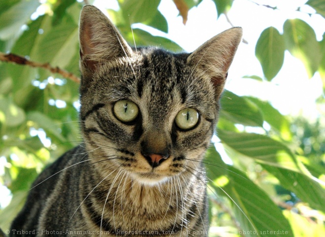 Photo de Chat domestique