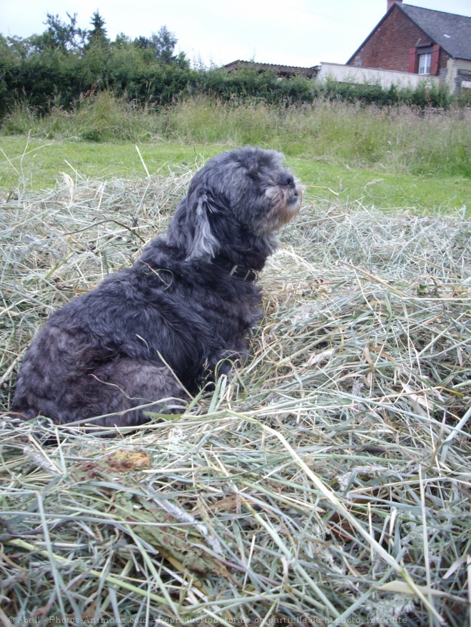 Photo de Lhassa apso