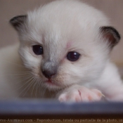 Photo de Sacr de birmanie