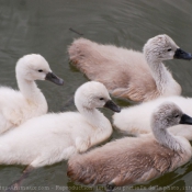 Photo de Cygne