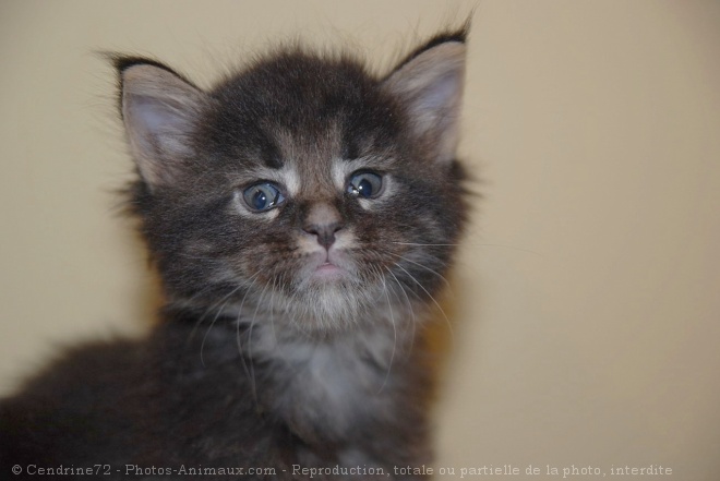 Photo de Maine coon