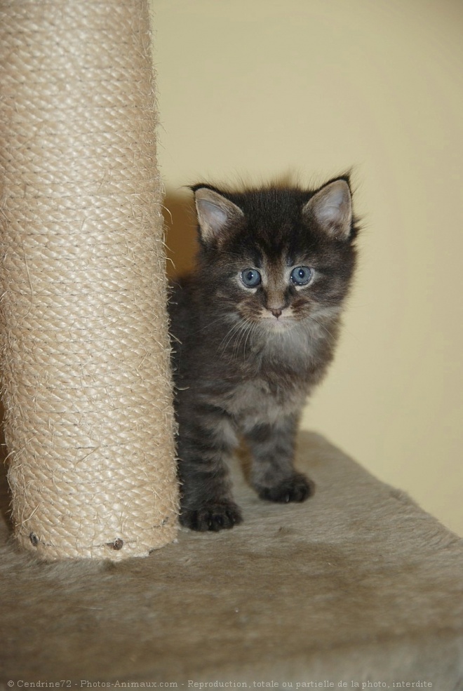 Photo de Maine coon