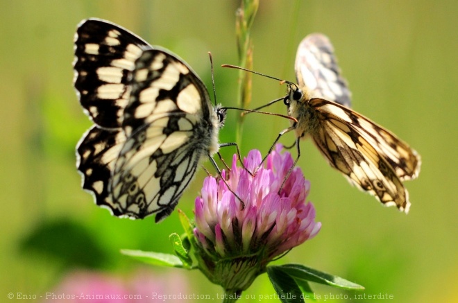 Photo de Papillon - demi deuil