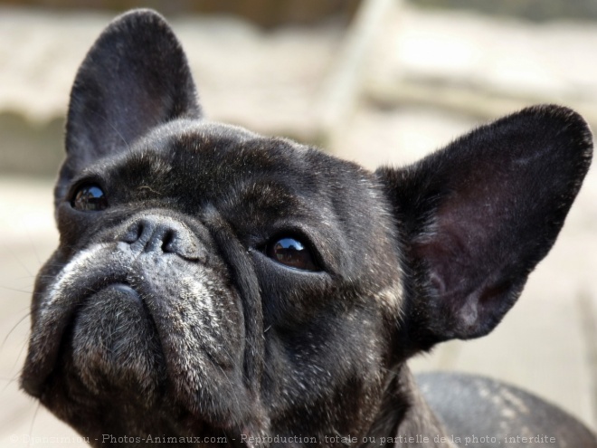 Photo de Bouledogue franais