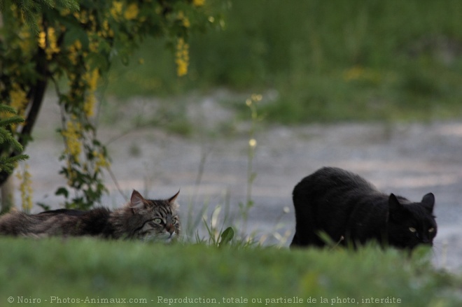 Photo de Races diffrentes