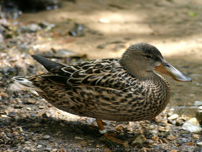 Photo de Canard colvert