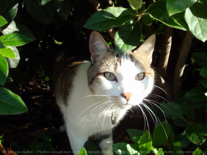 Photo de Chat domestique