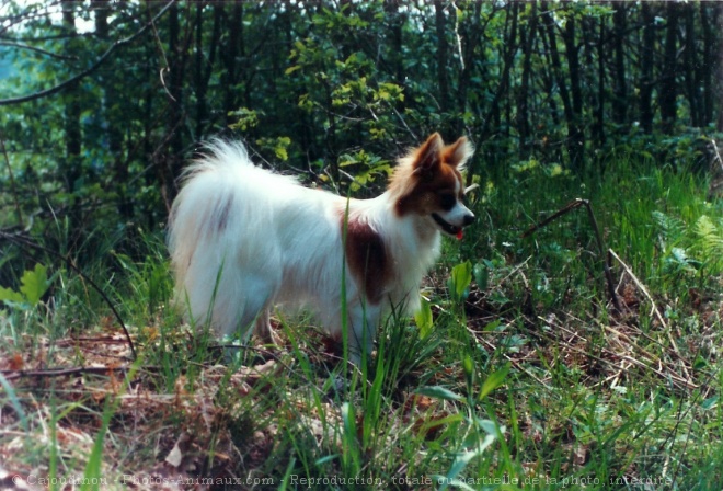 Photo d'Epagneul nain papillon