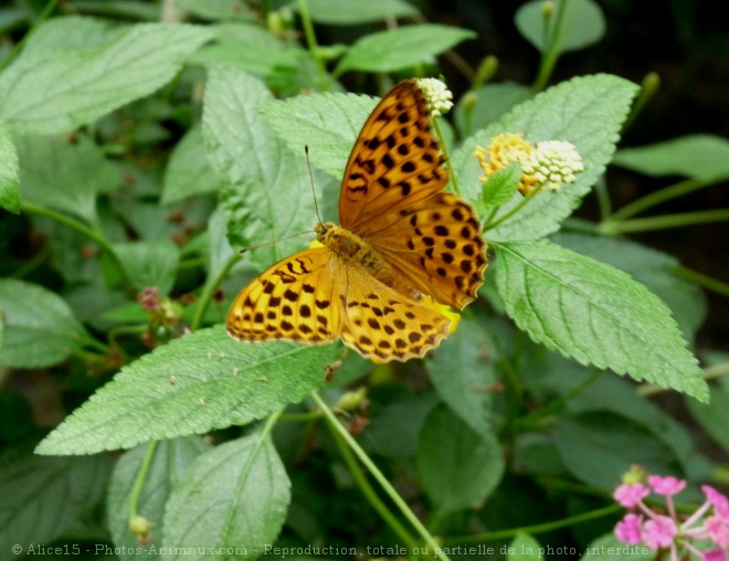 Photo de Papillon