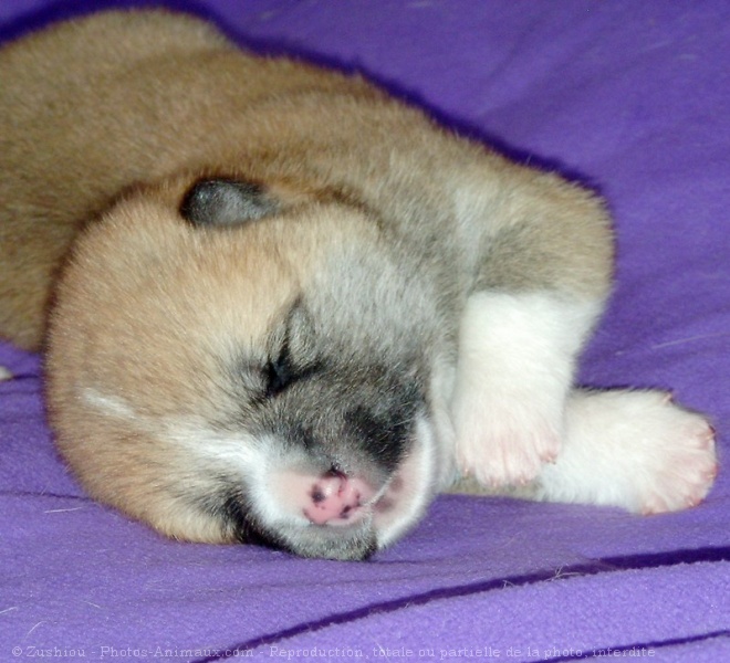 Photo d'Akita inu