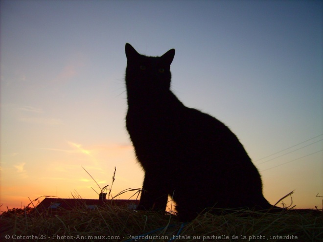 Photo de Chat domestique