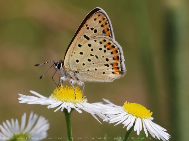 Photo de Papillon